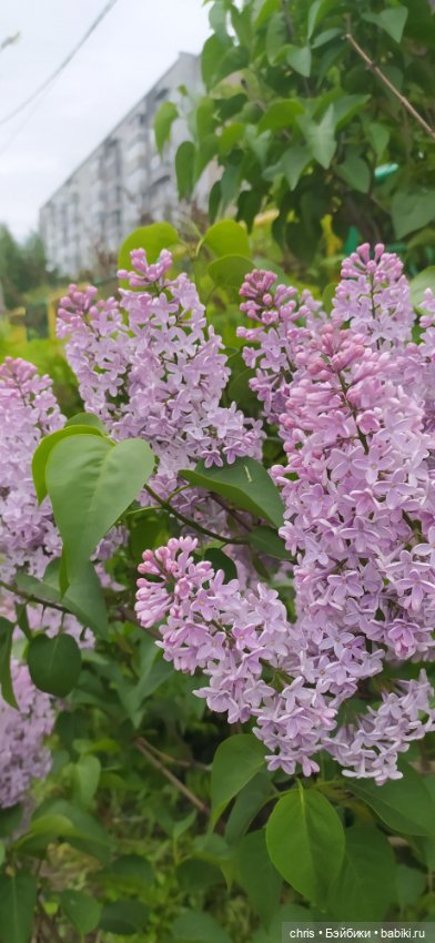 Физзи. Лягушечка - Blythe TBL (фото 5)