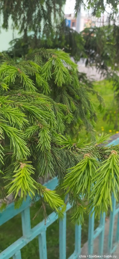 Физзи. Лягушечка - Blythe TBL (фото 7)