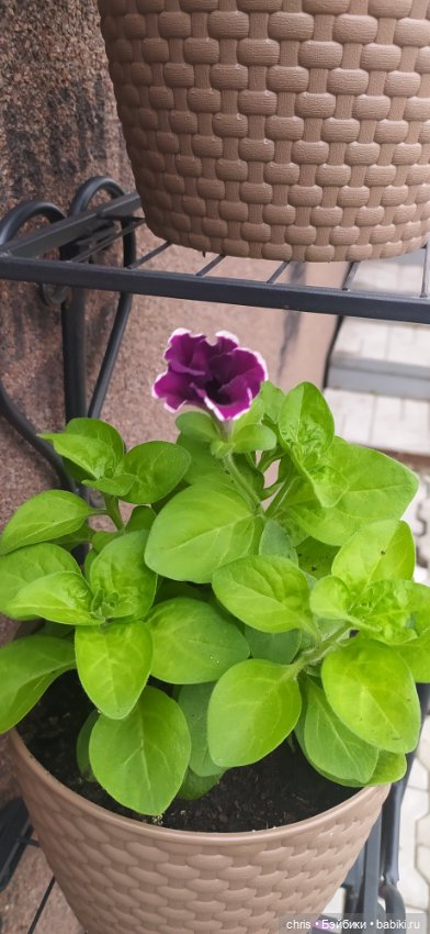 Физзи. Лягушечка - Blythe TBL (фото 10)