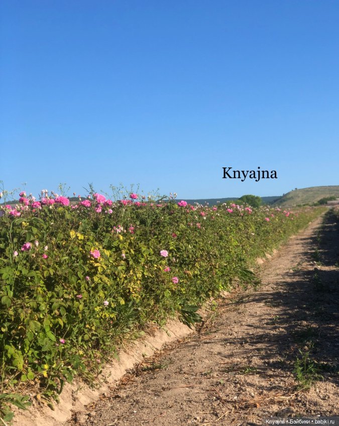 Булочка Мия или Ариэль на розовом поле