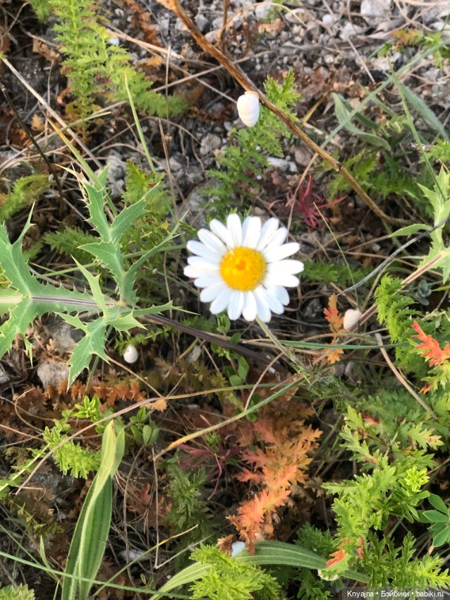 Лавандовая Люмита — Куклы Paola Reina (Паола Рейна): новинки (фото 10)