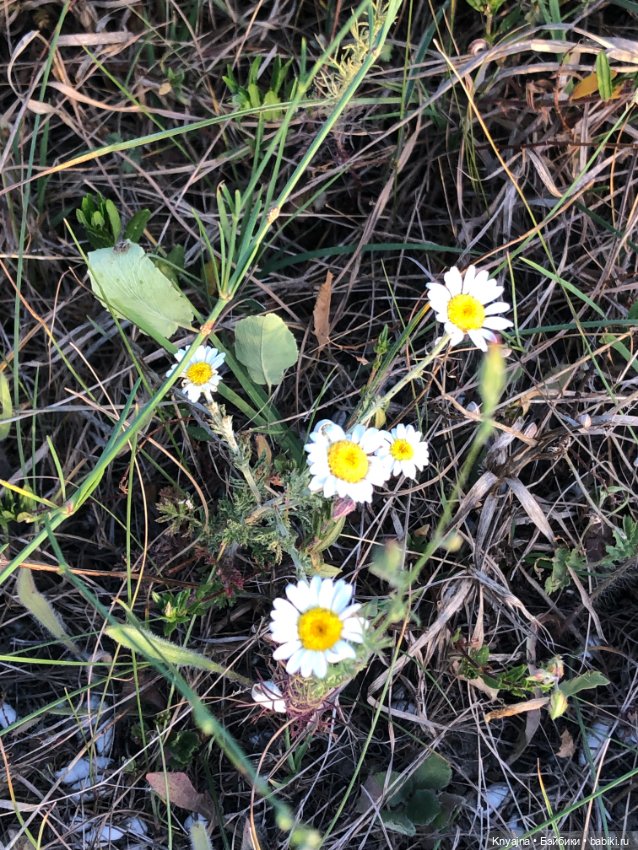 Лавандовая Люмита — Куклы Paola Reina (Паола Рейна): новинки (фото 5)