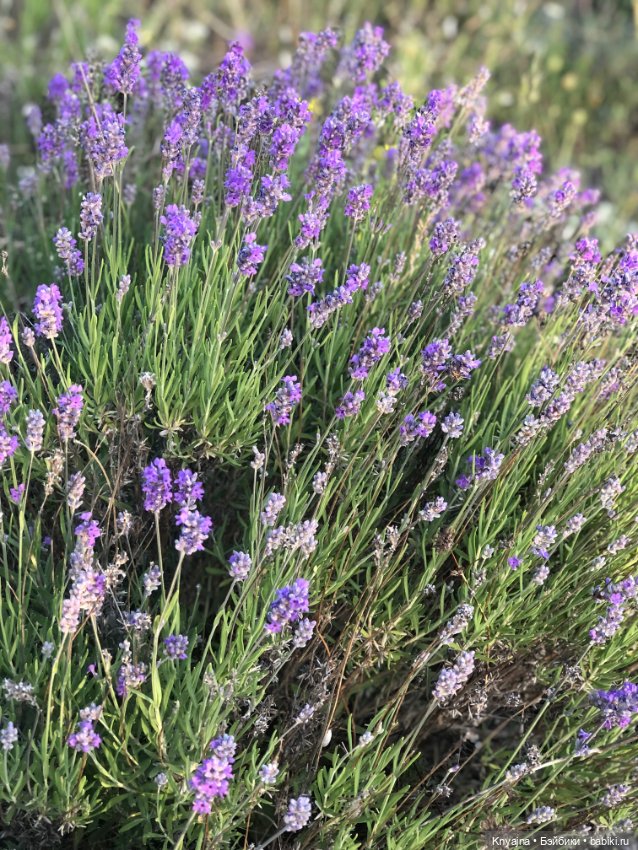 Лавандовая Люмита — Куклы Paola Reina (Паола Рейна): новинки