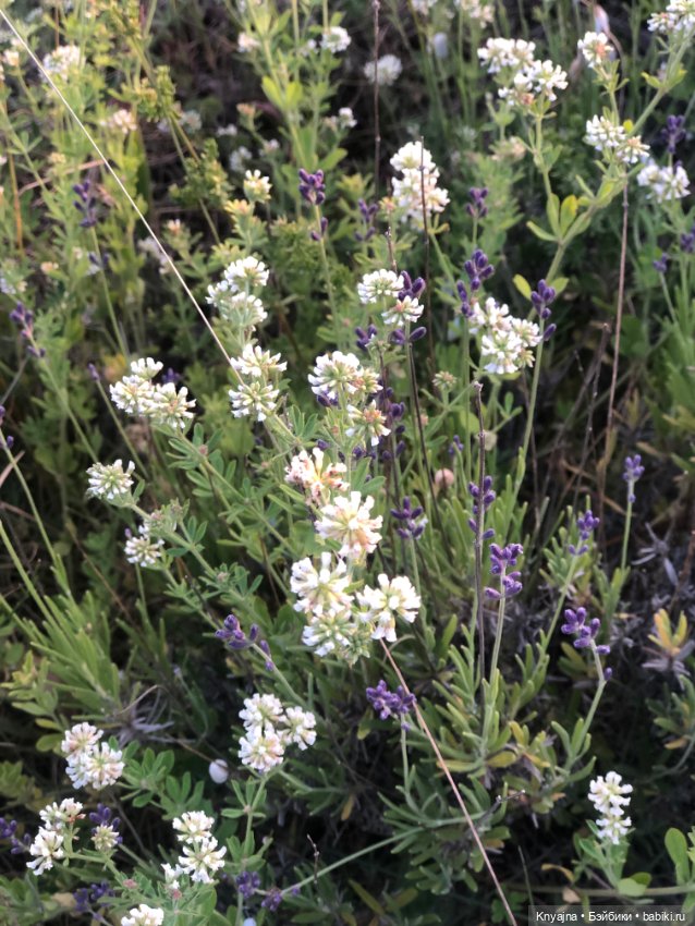 Лавандовая Люмита — Куклы Paola Reina (Паола Рейна): новинки (фото 9)