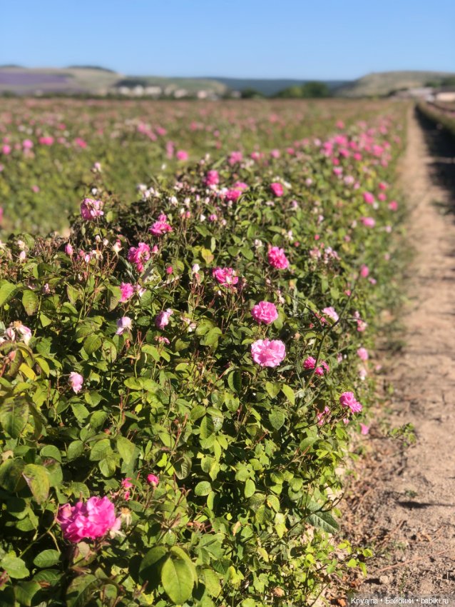 Булочка Мия или Ариэль на розовом поле (фото 5)