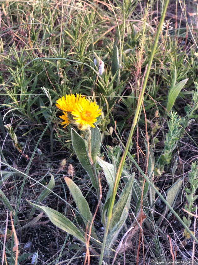 Лавандовая Люмита — Куклы Paola Reina (Паола Рейна): новинки (фото 6)