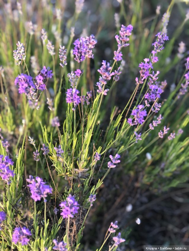 Лавандовая Люмита — Куклы Paola Reina (Паола Рейна): новинки (фото 7)