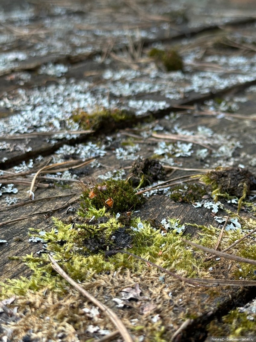 Сейдж (часть 2) 🌾 — Куклы Ruby Red (Руби Ред) Fashion Friends: Siblies (фото 9)