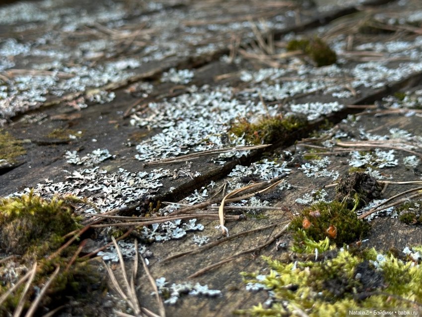 Сейдж (часть 2) 🌾 — Куклы Ruby Red (Руби Ред) Fashion Friends: Siblies (фото 8)