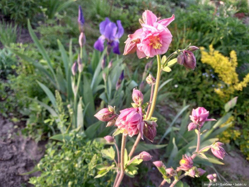 Ли Тигрэ в розовом — Антикварные куклы Mignonette (Миньонетта): карманные (фото 5)