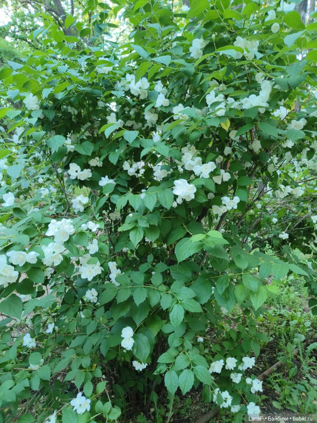 Милочка на пляже. Первый выезд. (виниловые куклыGabrielle Muller) (фото 4)