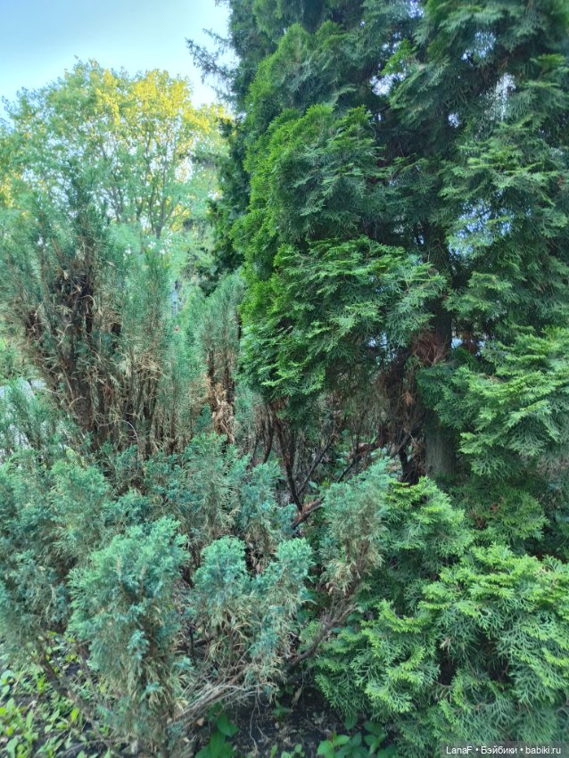 Милочка на пляже. Первый выезд. (виниловые куклыGabrielle Muller) (фото 3)