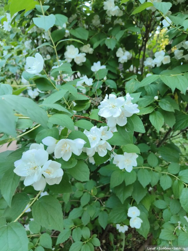 Милочка на пляже. Первый выезд. (виниловые куклыGabrielle Muller) (фото 2)