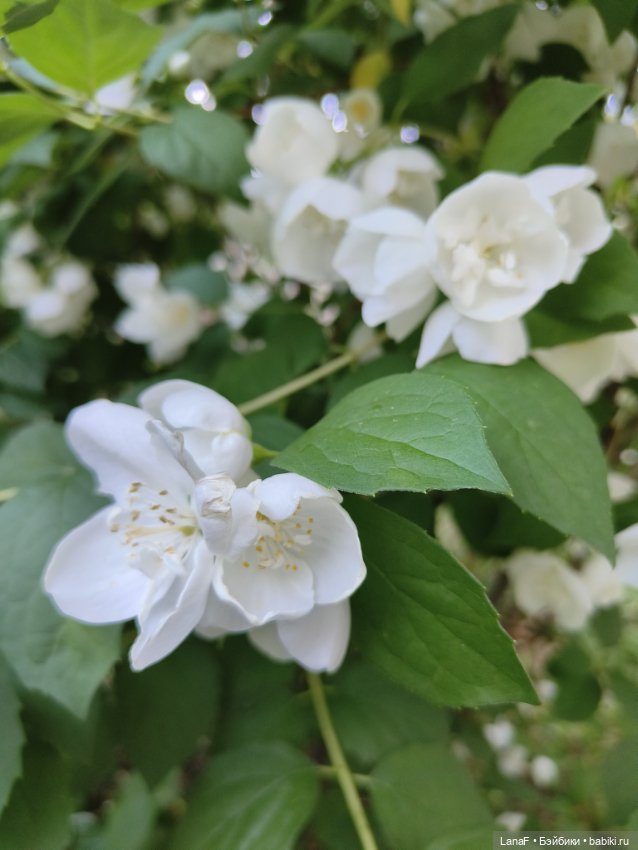 Милочка на пляже. Первый выезд. (виниловые куклыGabrielle Muller)