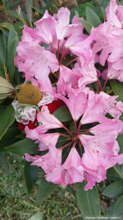 Приключения Жорджика на даче (фото 2)