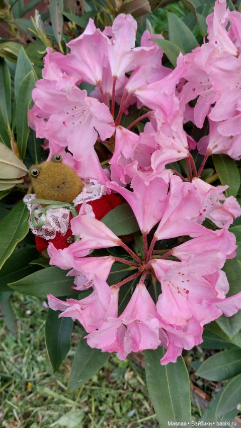 Приключения Жорджика на даче