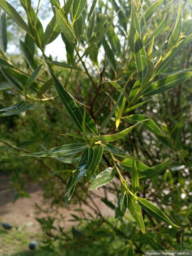 Прогулка после дождя — Куклы Nines d'Onil (Нинес): Миа (Mia)