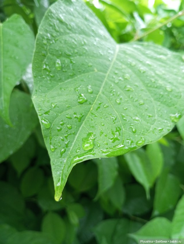 Прогулка после дождя — Куклы Nines d'Onil (Нинес): Миа (Mia)