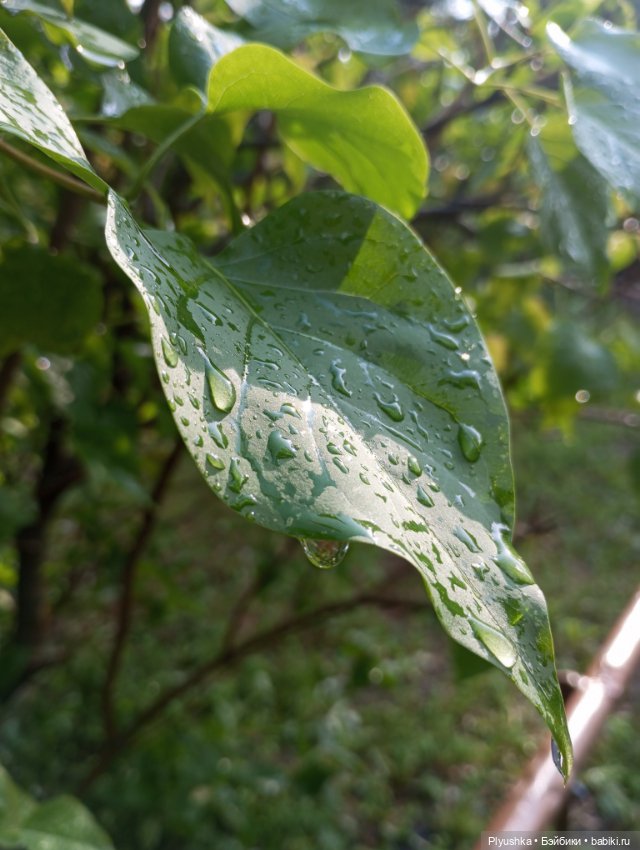 Прогулка после дождя — Куклы Nines d'Onil (Нинес): Миа (Mia) (фото 9)