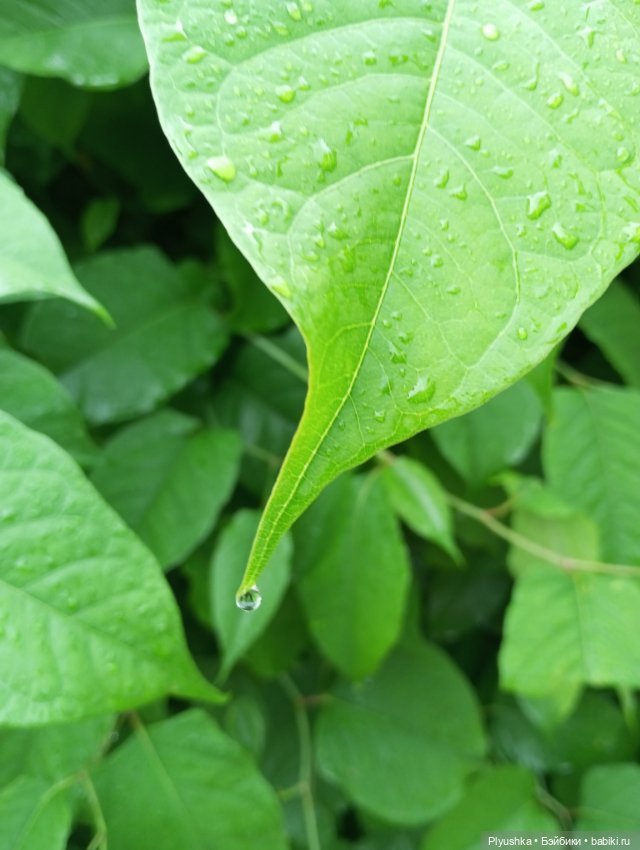 Прогулка после дождя — Куклы Nines d'Onil (Нинес): Миа (Mia)