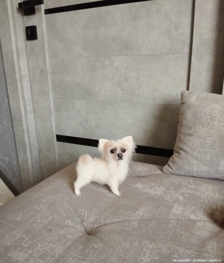 Чихуахуа — Валяные игрушки из шерсти: сухое валяние (фото 7)