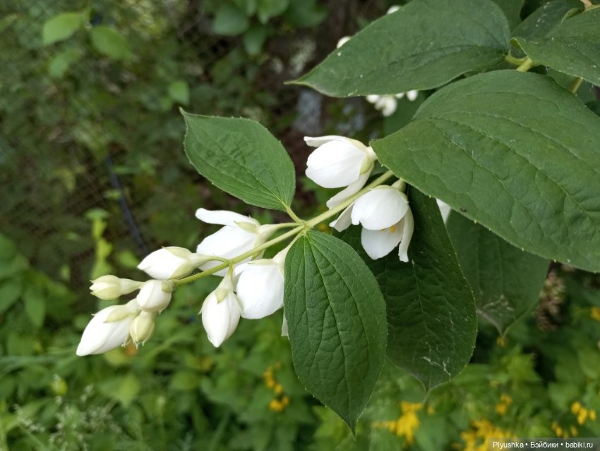 Валюша и белые цветы — Советские винтажные куклы (СССР): Ленигрушка (фото 8)