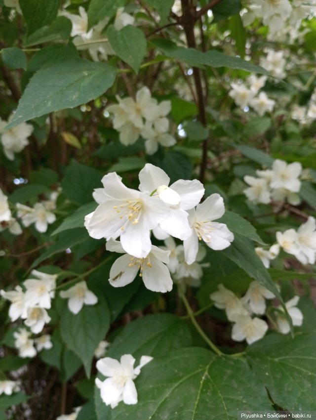 Валюша и белые цветы — Советские винтажные куклы (СССР): Ленигрушка