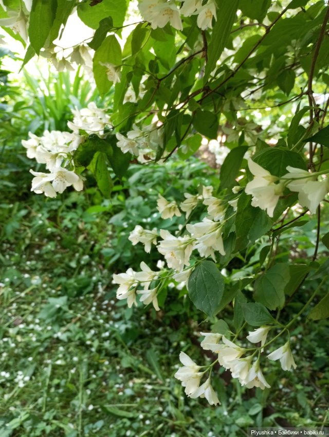 Валюша и белые цветы — Советские винтажные куклы (СССР): Ленигрушка (фото 10)