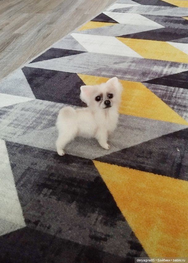 Чихуахуа — Валяные игрушки из шерсти: сухое валяние (фото 2)