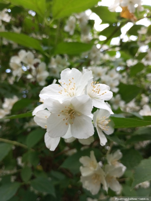 Валюша и белые цветы — Советские винтажные куклы (СССР): Ленигрушка (фото 2)