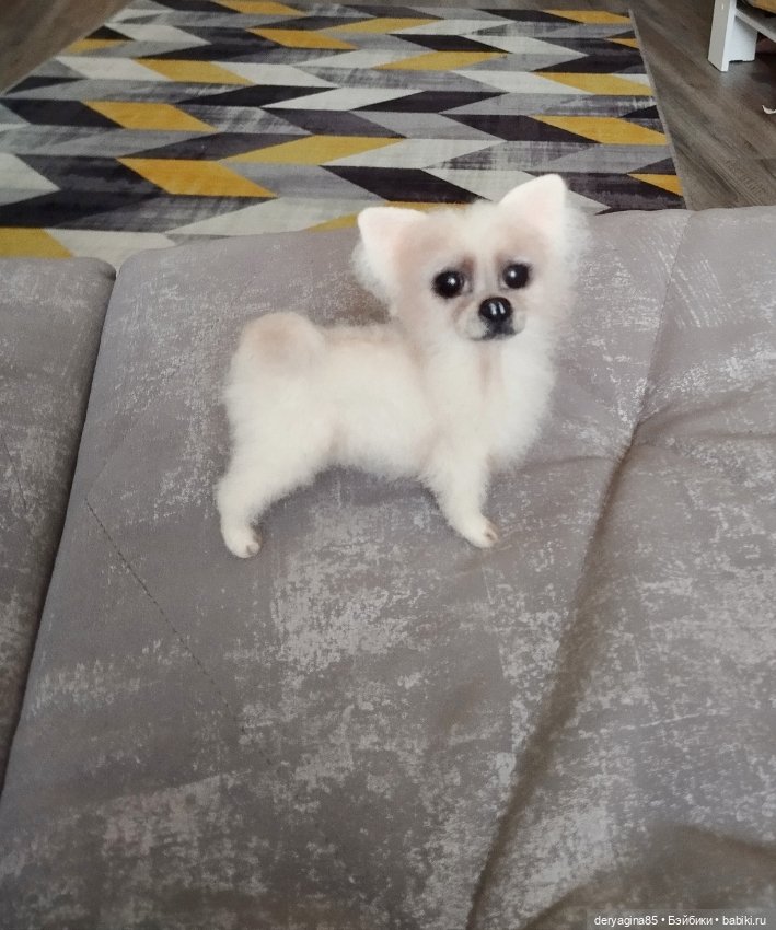 Чихуахуа — Валяные игрушки из шерсти: сухое валяние