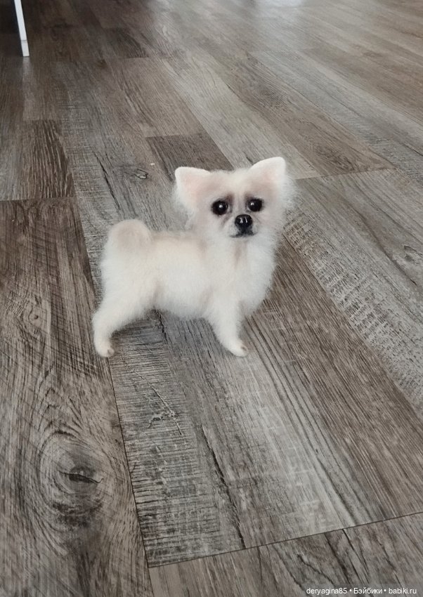 Чихуахуа — Валяные игрушки из шерсти: сухое валяние (фото 5)