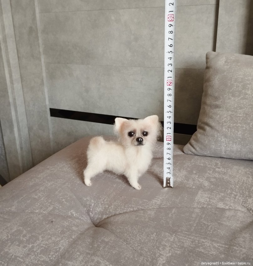 Чихуахуа — Валяные игрушки из шерсти: сухое валяние (фото 6)