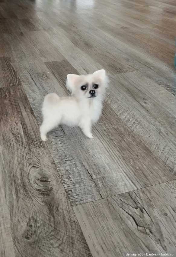 Чихуахуа — Валяные игрушки из шерсти: сухое валяние (фото 4)