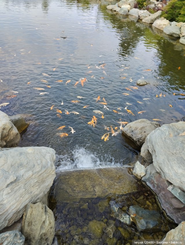 Японской сад. Парк Галицкого. Перезагрузка часть 3 (фото 6)