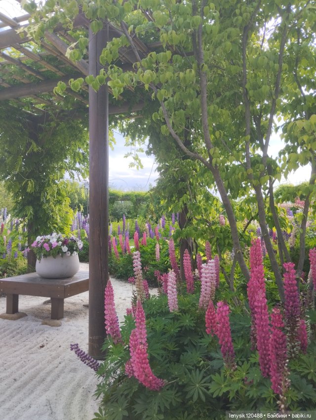 Японской сад. Парк Галицкого. Перезагрузка часть 3