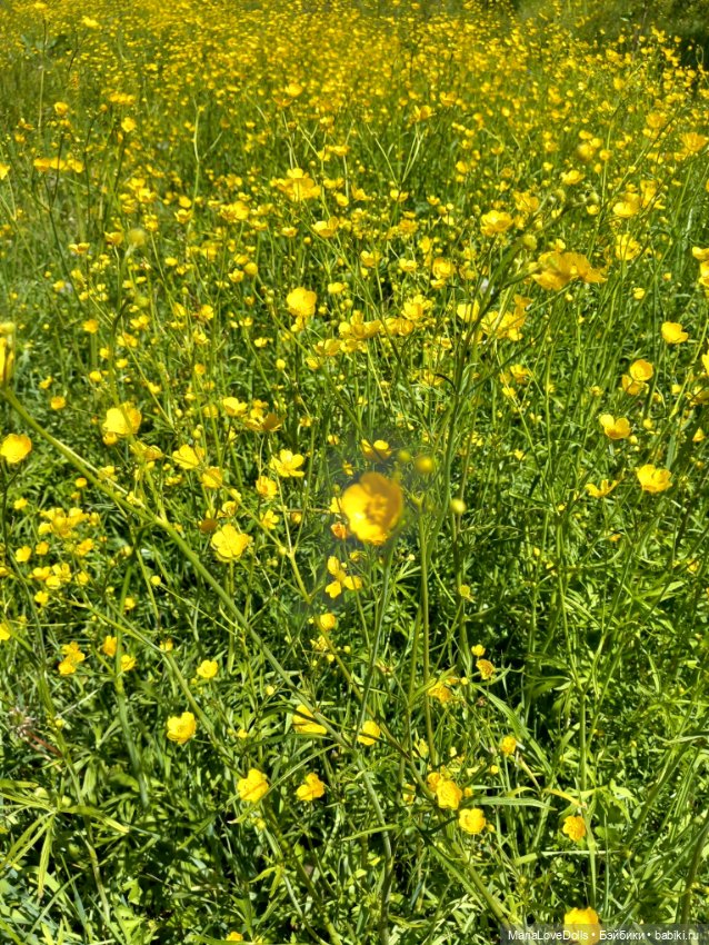 Летне-цветочное — Куклы Ruby Red (Руби Ред) Fashion Friends: Siblies