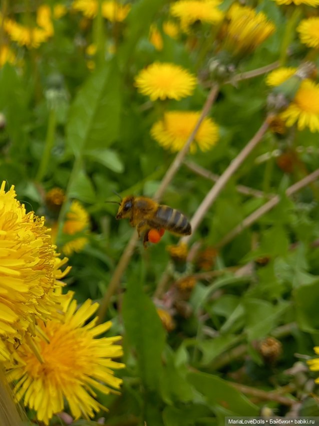 Летне-цветочное — Куклы Ruby Red (Руби Ред) Fashion Friends: Siblies