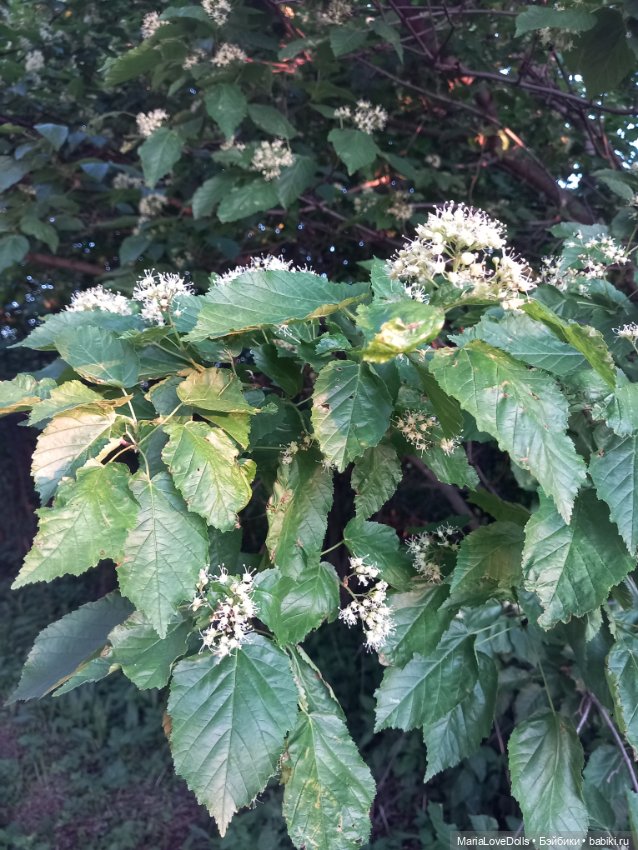 Летне-цветочное — Куклы Ruby Red (Руби Ред) Fashion Friends: Siblies (фото 7)