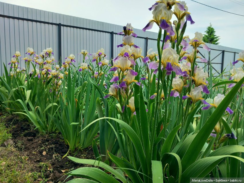 Летне-цветочное — Куклы Ruby Red (Руби Ред) Fashion Friends: Siblies