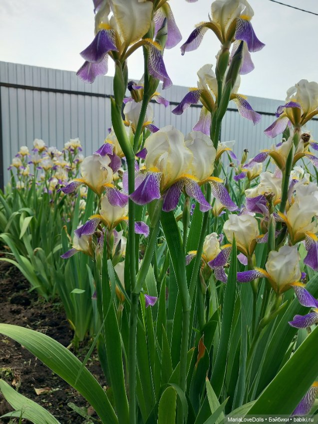 Летне-цветочное — Куклы Ruby Red (Руби Ред) Fashion Friends: Siblies (фото 9)