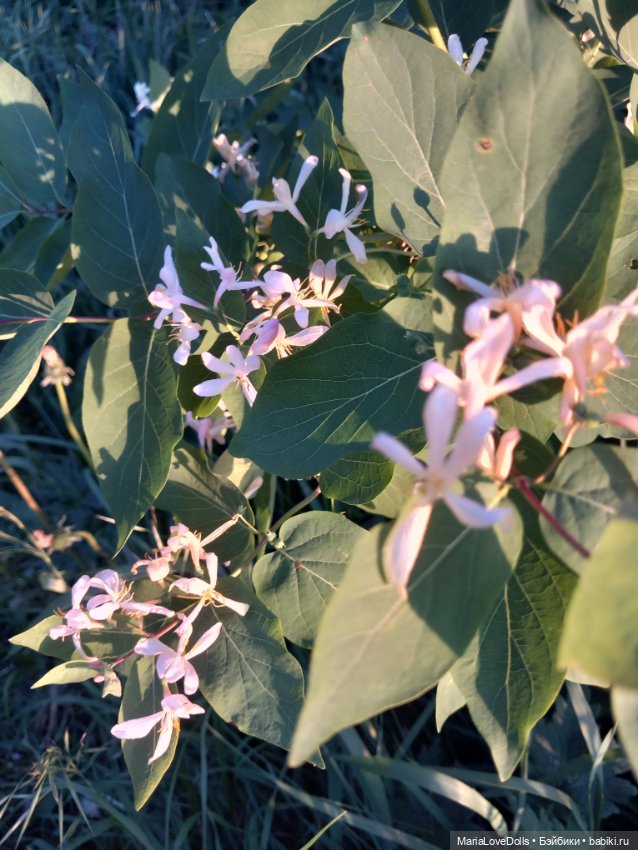 Летне-цветочное — Куклы Ruby Red (Руби Ред) Fashion Friends: Siblies