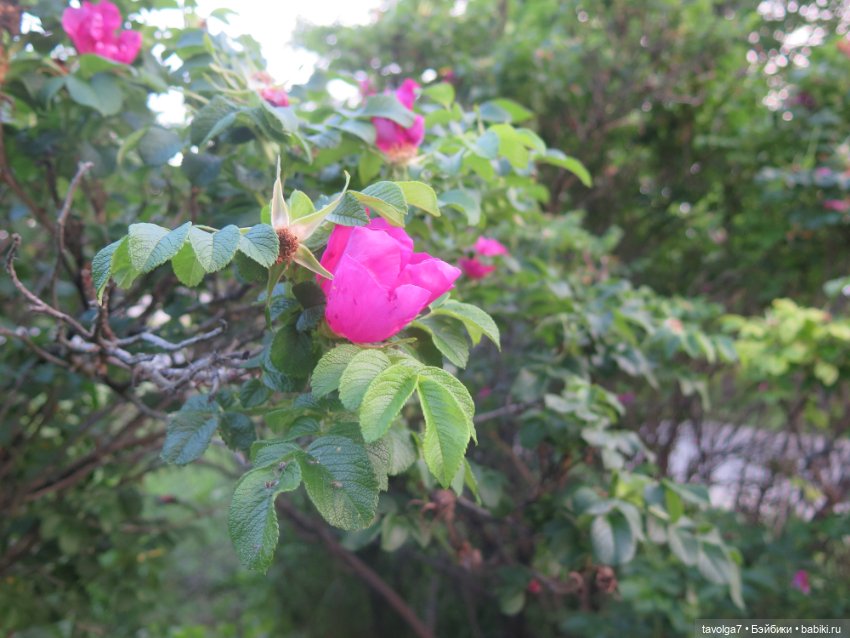 Вязалочки для пижамок с расчётом (фото 4)