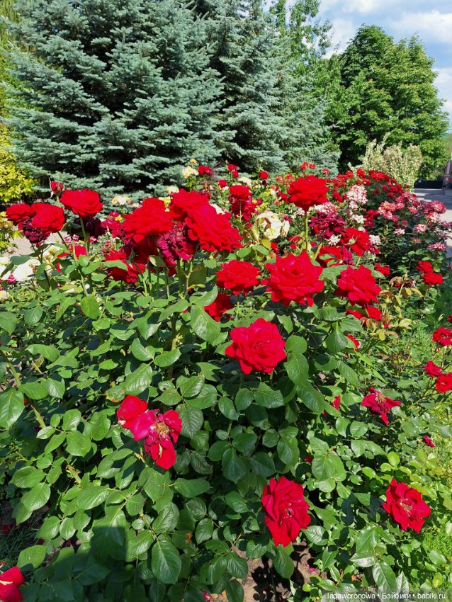 Эволюция Стодолл — Разные шарнирные куклы (не БЖД): редкие (фото 5)