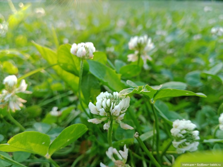 София (Карапуз). Мой лучик солнца