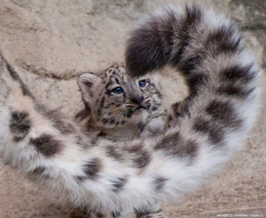 Мамин хвостик — В мире животных: смешные фото питомцев и зверей