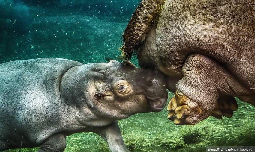 Мамин хвостик — В мире животных: смешные фото питомцев и зверей