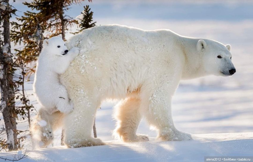 Мамин хвостик — В мире животных: смешные фото питомцев и зверей (фото 9)