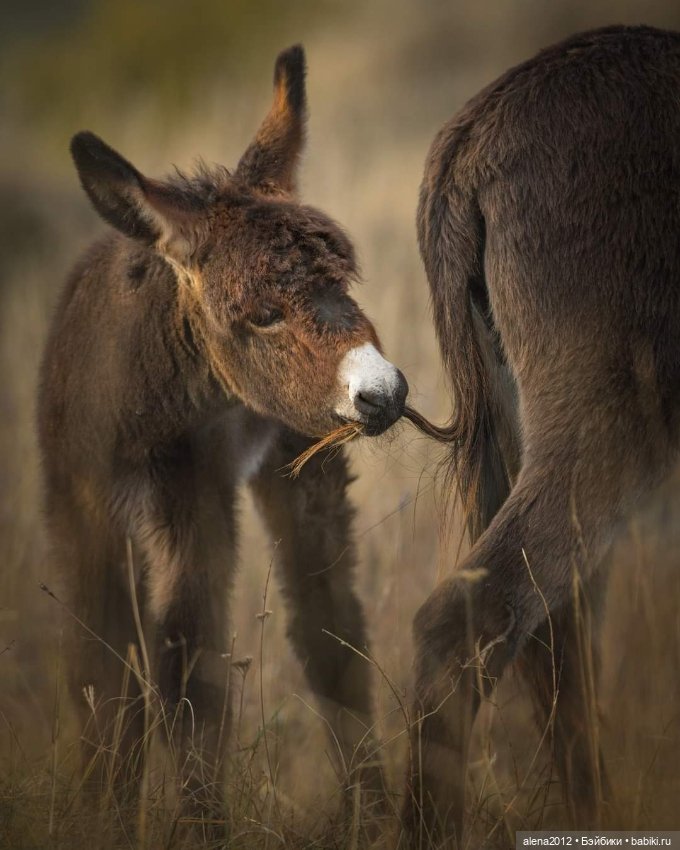 Мамин хвостик — В мире животных: смешные фото питомцев и зверей (фото 2)