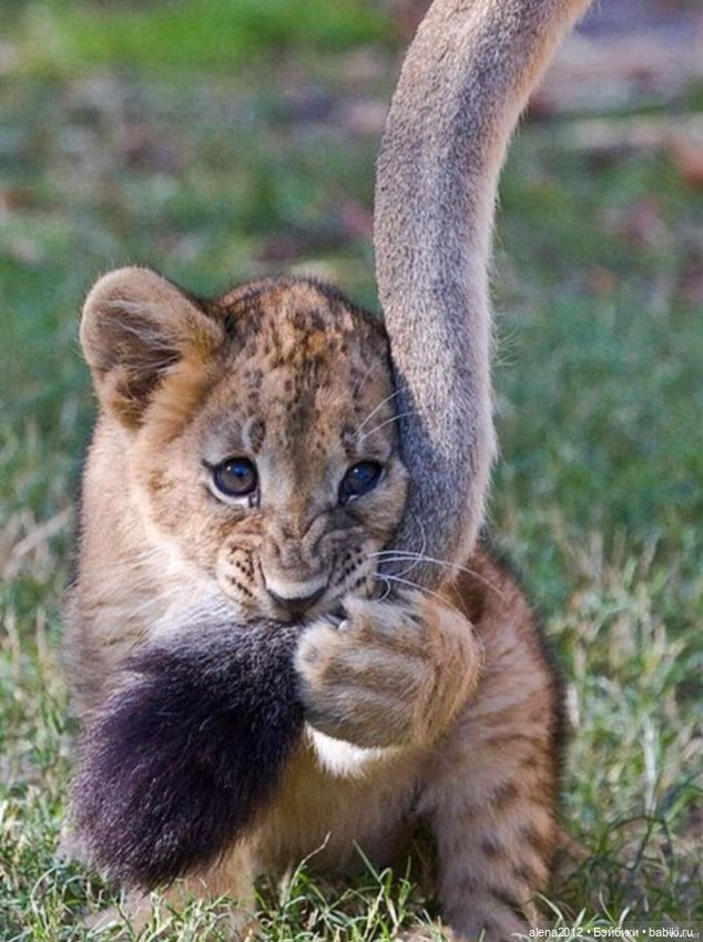 Мамин хвостик — В мире животных: смешные фото питомцев и зверей (фото 3)